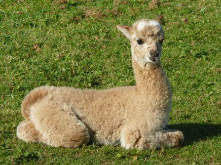 A new baby alpaca