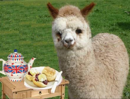 Cholina with tea and scones