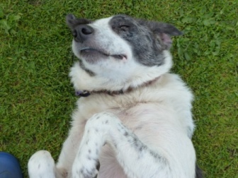 Misty wanting a tummy rub