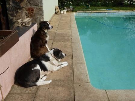 Rosie and Misty sitting by the pool